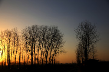 冬天黄昏时的树木