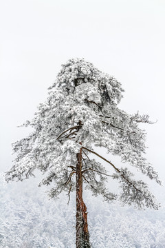 九华山雪景