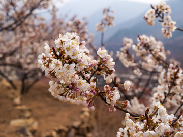 樱桃花开