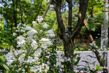景区白色花