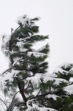 落雪的松树