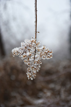 雪中花