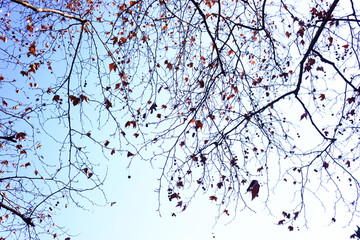 秋日树枝