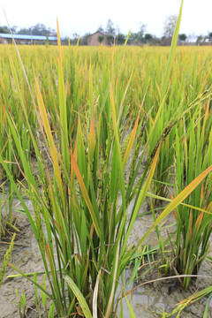 田野 水稻