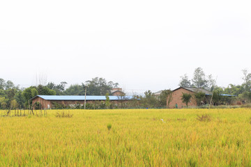 田野 水稻