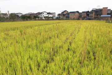 稻田田园