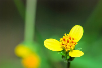 小黄花