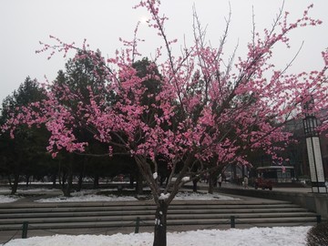 西安 大雁塔 商务 花卉 雪