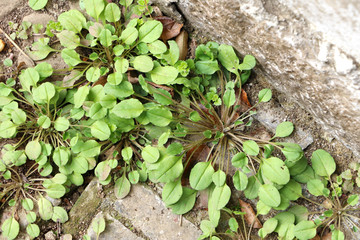 附地菜植株