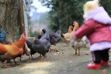 小孩与散养鸡