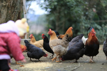 小孩与散养鸡
