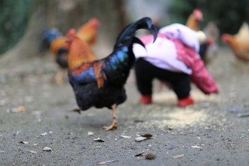 小孩与散养鸡