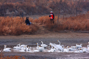 芦苇湖里的白天鹅