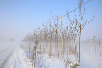 雪中小树林