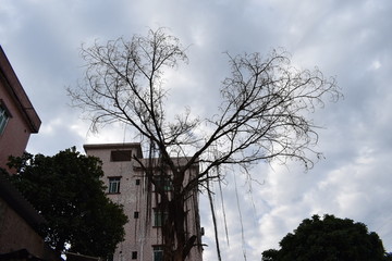 老树