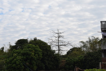 木棉树