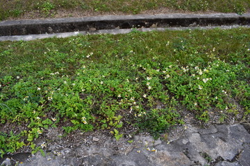 白色野花