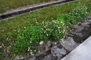 小野花