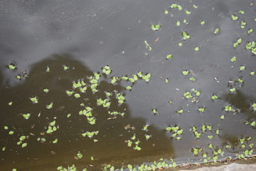 污水沉积