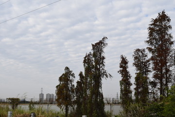 枯萎松树
