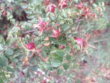 花花草草