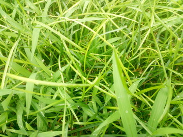 草地