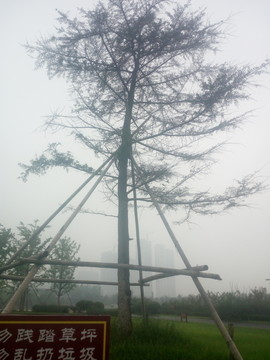 松树