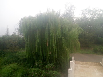 雨后柳树