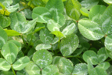 小雨过后 小草植被