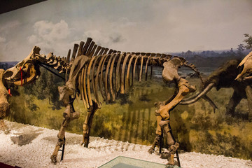 史前恐龙化石