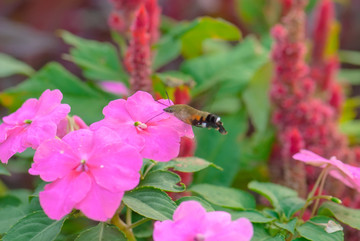 花丛中的蜂鸟蛾