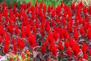红色火炬花