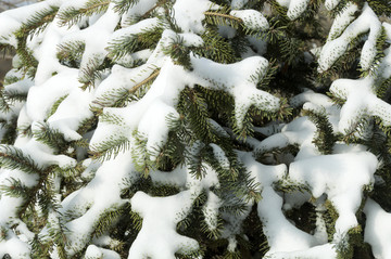 雪和树枝