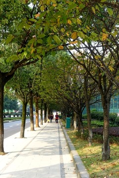 校园 林荫道