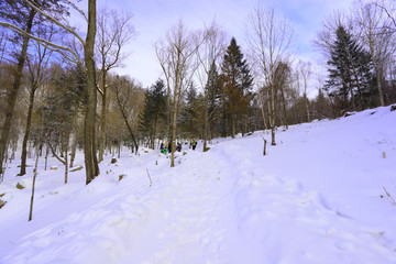 雾凇 冰雪风光 雪景 蓝天白云