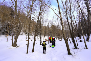 雾凇 冰雪风光 雪景 蓝天白云