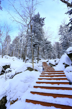 雾凇 冰雪风光 雪景 蓝天白云