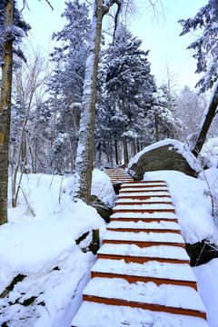 雾凇 冰雪风光 雪景 蓝天白云