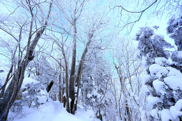 雾凇 冰雪风光 雪景 蓝天白云