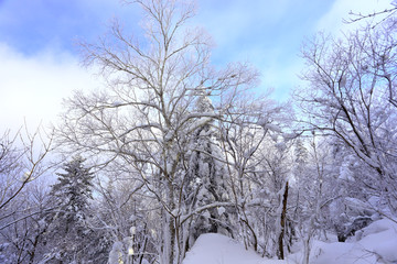 雾凇 冰雪风光 雪景 蓝天白云