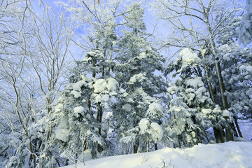 雾凇 冰雪风光 雪景 蓝天白云