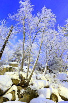 雾凇 冰雪风光 雪景 蓝天白云