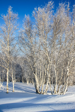 雪原白桦树