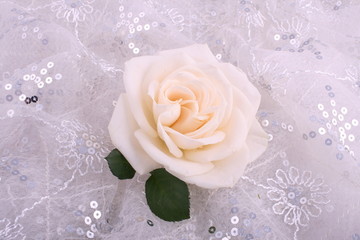 白玫瑰蕾丝底纹
