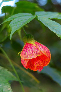 金铃花 风铃花 苘麻花