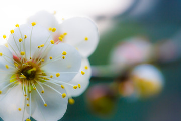 白梅花