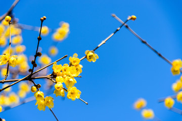 腊梅花