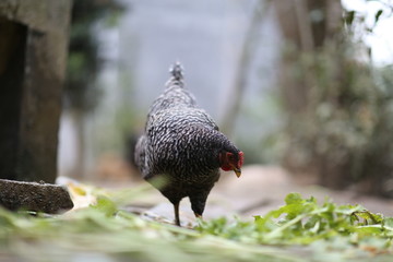 散养鸡吃食