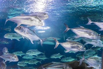 深海鱼群 海鱼海洋生物 观赏鱼