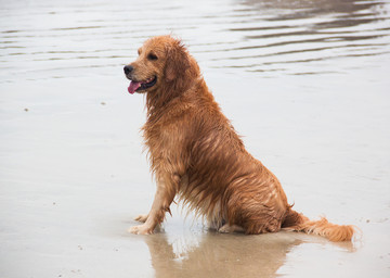 在大海边嬉戏游玩的金毛犬